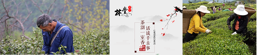 張家界林豐茶葉開發有限公司,張家(jiā)界茶葉開(kāi)發,茶葉種植,桑植白茶加工,帥湘紅銷售